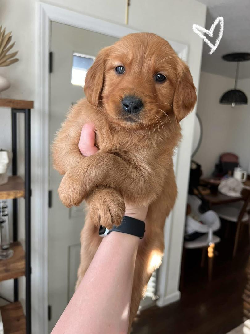 Golden Retriever Puppy